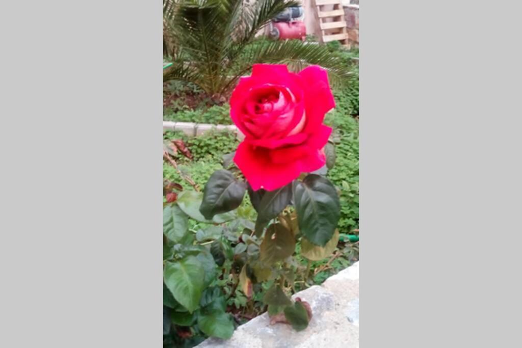 סקופלוס טאון Meandros Apartment Garden View מראה חיצוני תמונה